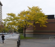 315-0684 Foliage Harvard.jpg